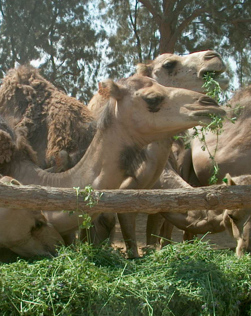 Theme 1:  Breeding and Camel Milk Production